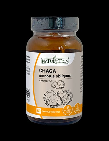 Chaga inonotus obliquus  - Micoterapia - Naturetica